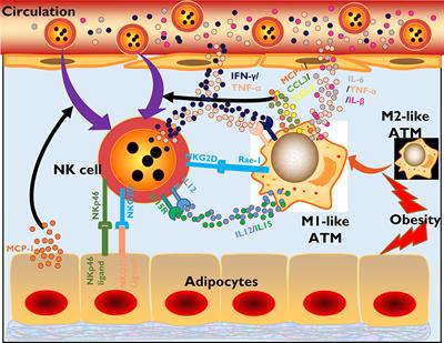 Natural Killer Cells: Friend or Foe in Metabolic Diseases?